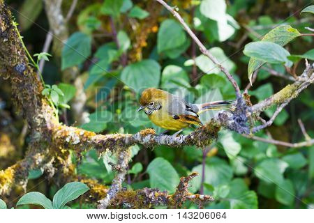 Chestnut-tailed Minla In Nature