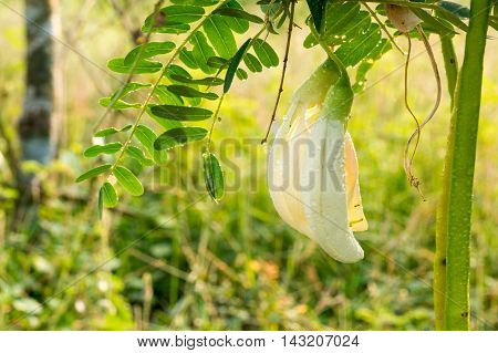 White Agasta Thai vegetable with nature background
