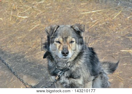 A close up of the small grey dog.
