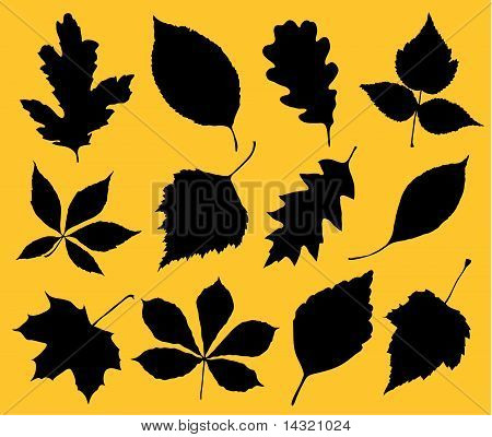 Leafes