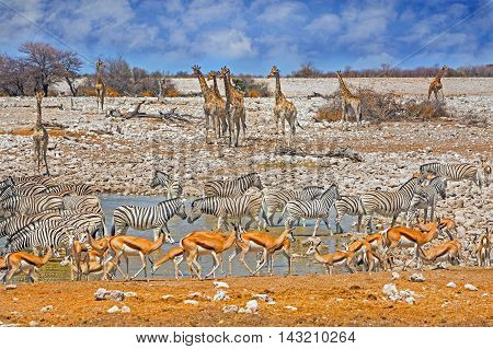 Okaukeujo Waterhole in Etosha National Park with many different animals including giraffe, zebra & springbok with a vibrant blue sky