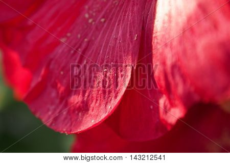 red petals of a flower tender and fragile