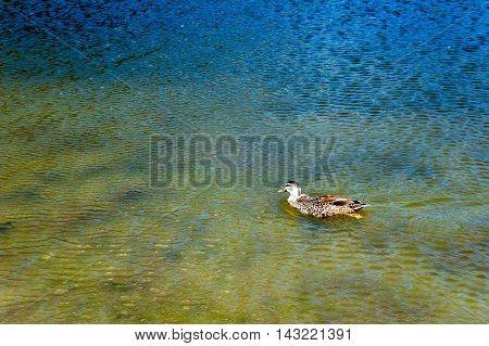Duck Swimming In Lake Pearson / Moana Rua Wildlife Refuge Located In Craigieburn Forest Park In Cant