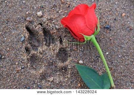 Red Rose beside a dog paw print in the beach sand.
