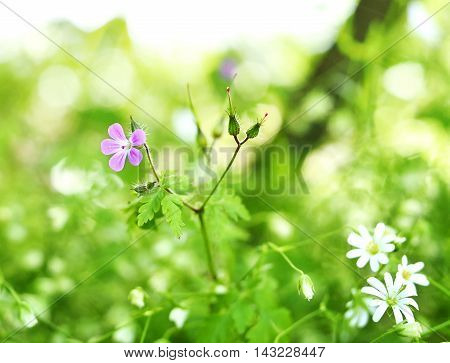 Spring flowers with selective focus and copy space.