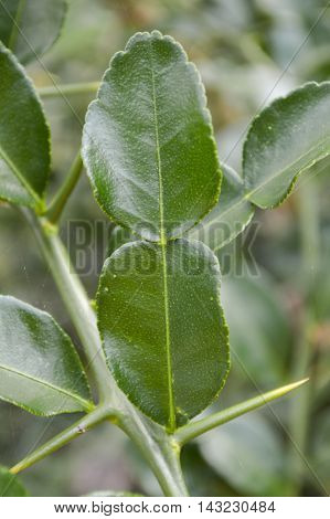 green Kaffir lime leaves in garden, citrus hystrix DC.