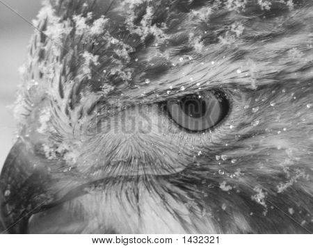 Монохромный крупный красный хвост ястреб в снегу