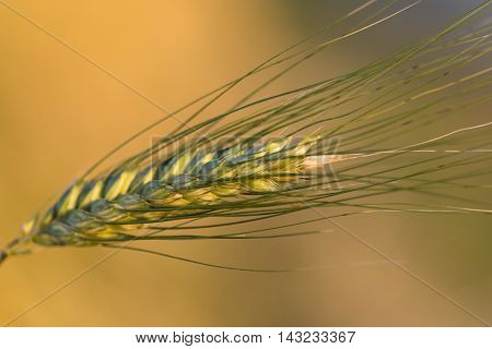 Close up of golden barley at sunset summer day