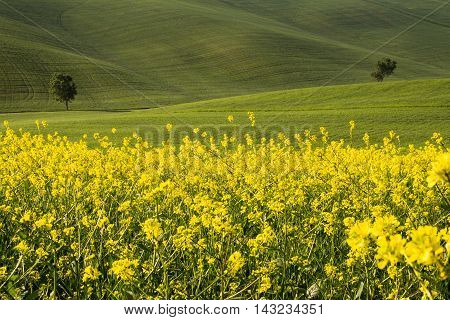Orciano Pisano Pisa Tuscany Italy view of hills covered with rape landscape