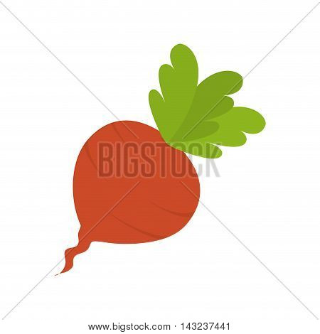 beet beetroot food  vegetable root organic natural vector illustration