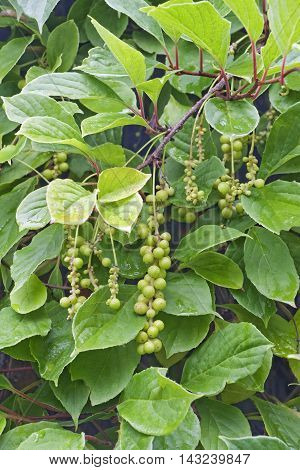Chinese schisandra (Schisandra chinensis). Close up image of immature berries