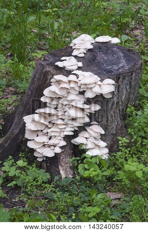 Indian oyster mushrooms (Pleurotus pulmonarius). Called Italian oyster Phoenix mushroom Pale oyster and Lung oyster also