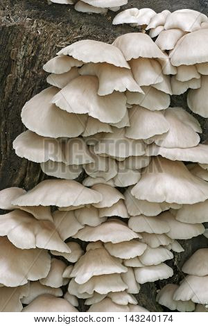 Indian oyster mushrooms (Pleurotus pulmonarius). Called Italian oyster Phoenix mushroom Pale oyster and Lung oyster also