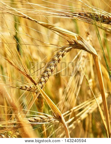 Ripe barley in the sun. Selective focus on ear of barley.