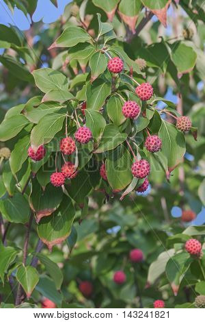 Kousa Dogwood fruits (Cornus kousa). Called Chinese Dogwood Japanese Flowering Dogwood Japanese Strawberry Tree Japanese Dogwood and Korean Dogwood also