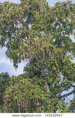 Northern catalpa (Catalpa speciosa). Called Hardy Catalpa Western Catalpa Cigar Tree and Catawba-tree also