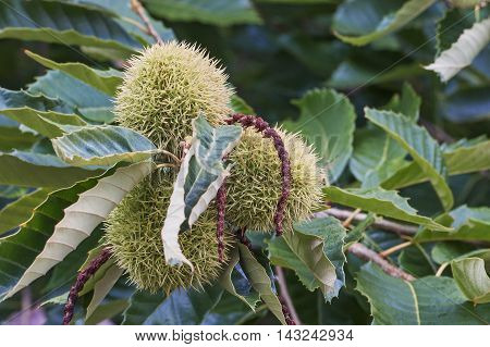 American chestnut (Castanea dentata). Close up image of fruits