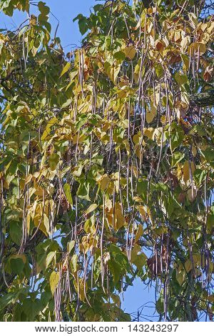 Northern catalpa (Catalpa speciosa). Called Hardy Catalpa Western Catalpa Cigar Tree and Catawba-tree also