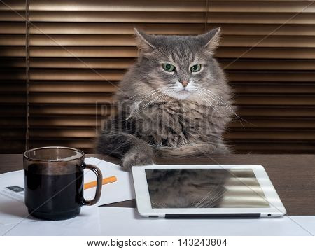 Cat - the boss in the office. The office table tablet working environment