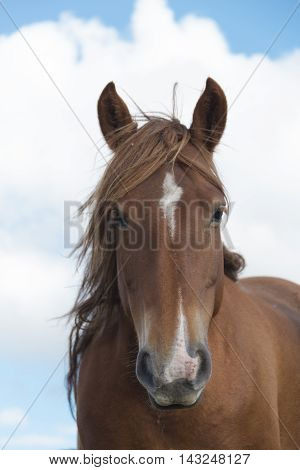 Horse Head Portrait in a summer cloudy sky