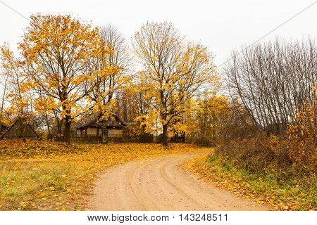 Street view of village with turning country road trees and old wooden house at golden autumn in Belarus on cloudy weather