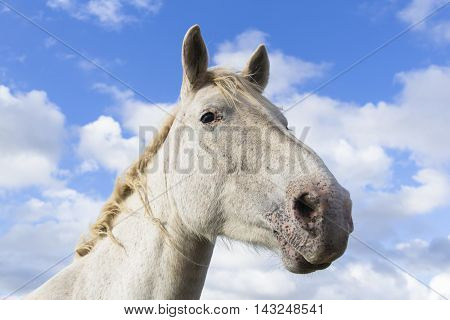 Single white horse on a cloudy day