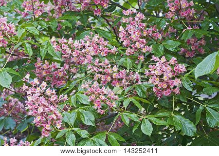 Red horse-chestnut flowers (Aesculus x carnea). Artificial hybrid between Aesculua pavia and Aesculus hippocastanum
