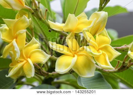 Plumeria flower . beautiful yellow Plumeria on the tree.( Common name Apocynaceae Frangipani Pagoda tree Temple tree )