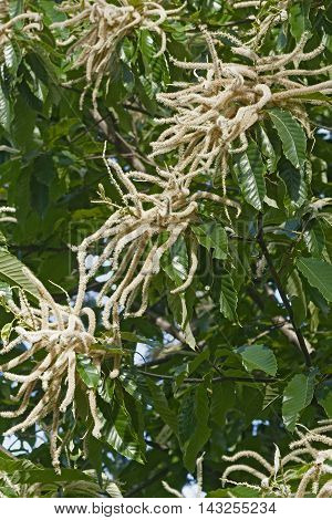 American chestnut (Castanea dentata). Close up image of male flowers