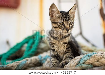 Cute Tabby Cat on Old Wooden Pallet and Worn Navy Ropes. Little Cat on Abandoned Old Rusty Ship.