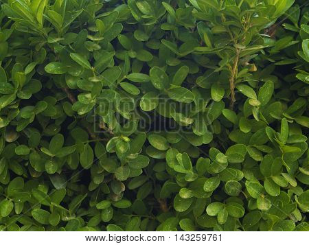 Green Buxus sempervirens foliage texture with white stains