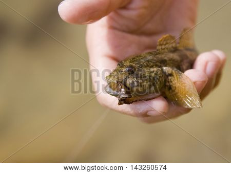 Sea fishing in the Black Sea. Caught Black Sea goby.