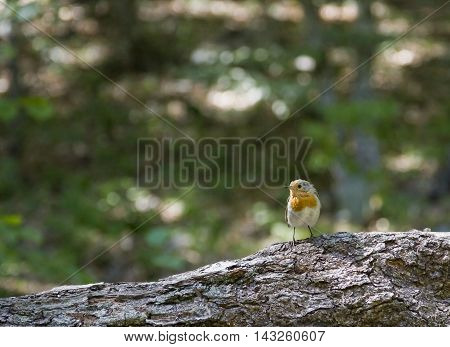 The European Robin Erithacus rubecula sitting on a tree.