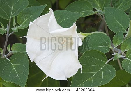 Devil's trumpet flower (Datura metel). Close up image of flower
