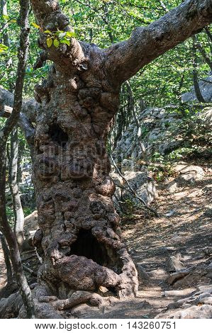 Strange shaped tree in the forest. Similar to the person's face.
