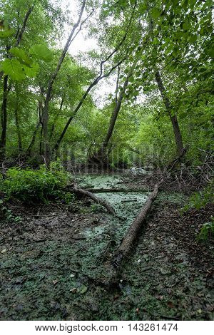 Swamp in the forest. Kinburn Spit Ukraine