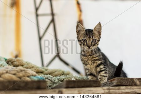 Cute Tabby Cat on Old Wooden Pallet and Worn Navy Ropes. Little Cat on Abandoned Old Rusty Ship.