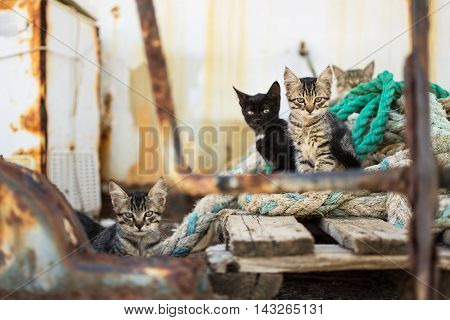 Cute Cats on Old Wooden Pallet and Worn Navy Ropes. Little Cats on Abandoned Old Rusty Ship.