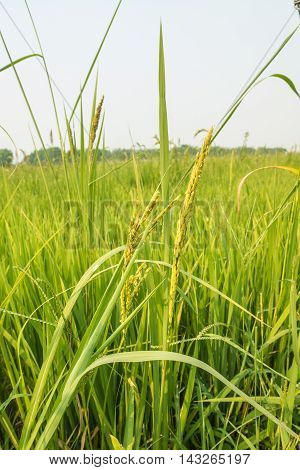 Rice plant with grain in nuture background