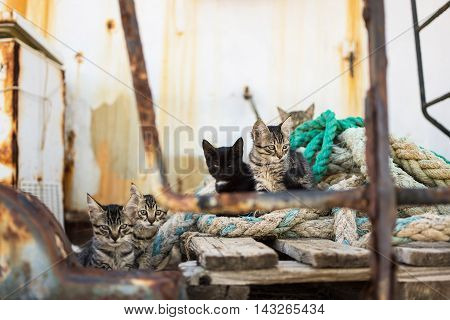 Cute Cats on Old Wooden Pallet and Worn Navy Ropes. Little Cats on Abandoned Old Rusty Ship.