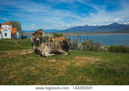 Cows On Island Of St. Ahileos At Lake Prespa, Greece