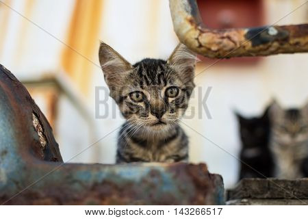 Cute Tabby Cat on Abandoned Old Rusty Ship