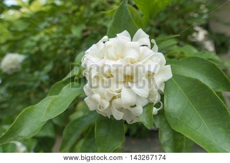 White flower Murraya paniculata or Orang Jessamin on tree