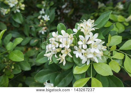 White flower Murraya paniculata or Orang Jessamin on tree