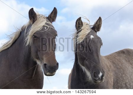 Two horses looking curiously under a cloudy sky