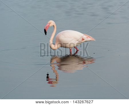 Flamingo is reflected in the water of a pond