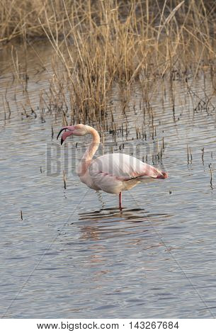 grater flamingo with open mouth (Phoenicopterus roseus)