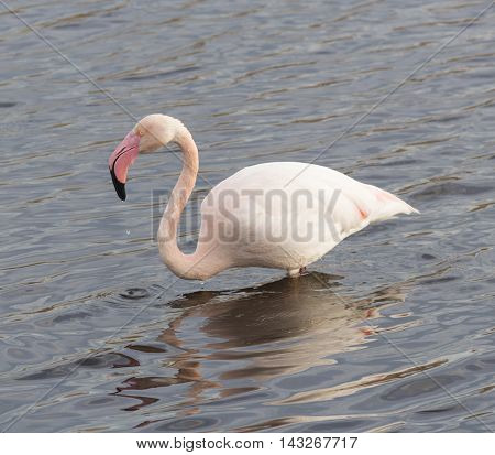 Greater flamingo (Phoenicopterus roseus) relaxing in water