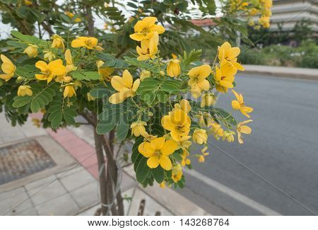 Glaucous Cassia's yellow flowers blooming in morning