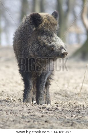 Wild hog